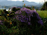 DSCF4595