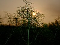 DSCF5131